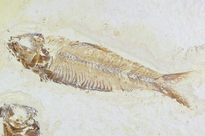Detailed, Fossil Fish (Knightia) - Wyoming #108315